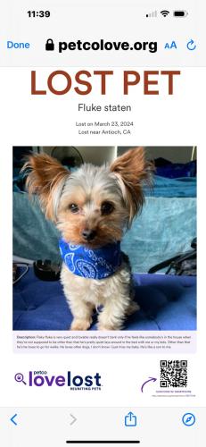 Lost Male Dog last seen Countryside way, Antioch, CA 94531