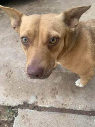Lost Female Dog last seen Itasca, Lubbock, TX 79416