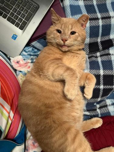 Lost Male Cat last seen Main St, Brimmer Ave, New Holland, PA, New Holland, PA 17557