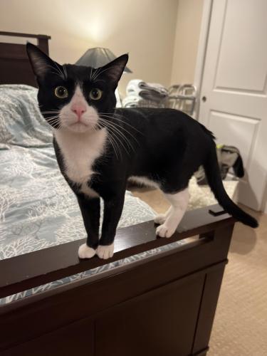 Lost Male Cat last seen American River Drive and Piccadilly Circle , Arden-Arcade, CA 95864