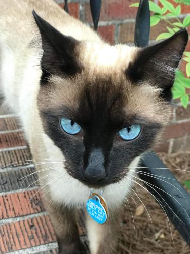 Lost Male Cat last seen 18th Ave E and Hickory St S, Cordele, GA 31015