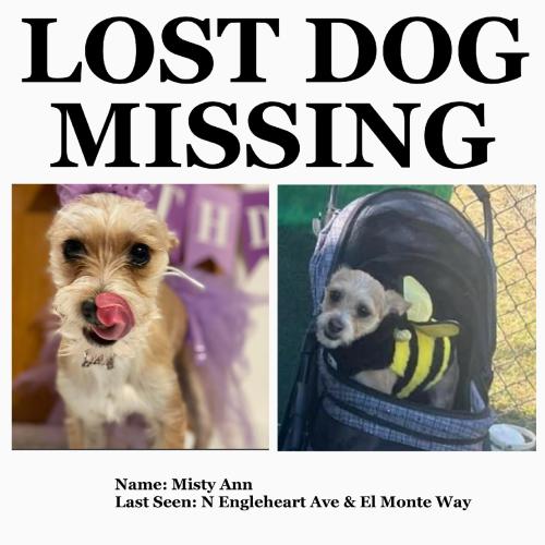 Lost Female Dog last seen engleheart ave, Dinuba, CA 93618