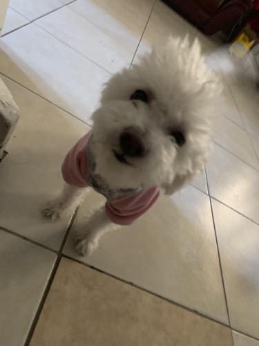 Lost Female Dog last seen Hover st, Indio, CA 92201