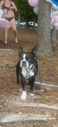 Lost Male Dog last seen Butterfield Dr and Due West, Kennesaw, GA 30152