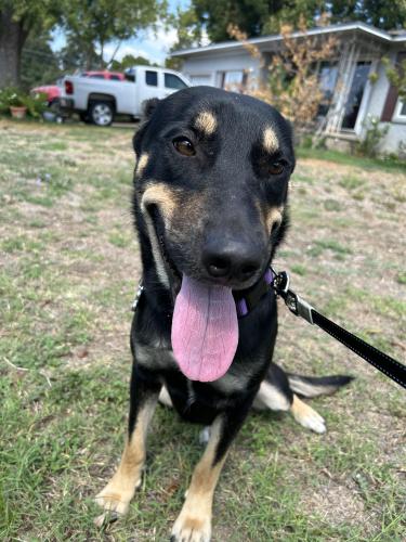 Lost Female Dog last seen N 56 st, Waco, TX 76710