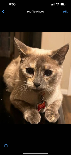 Lost Female Cat last seen Canyon Creek Subdivision , Conroe, TX 77304