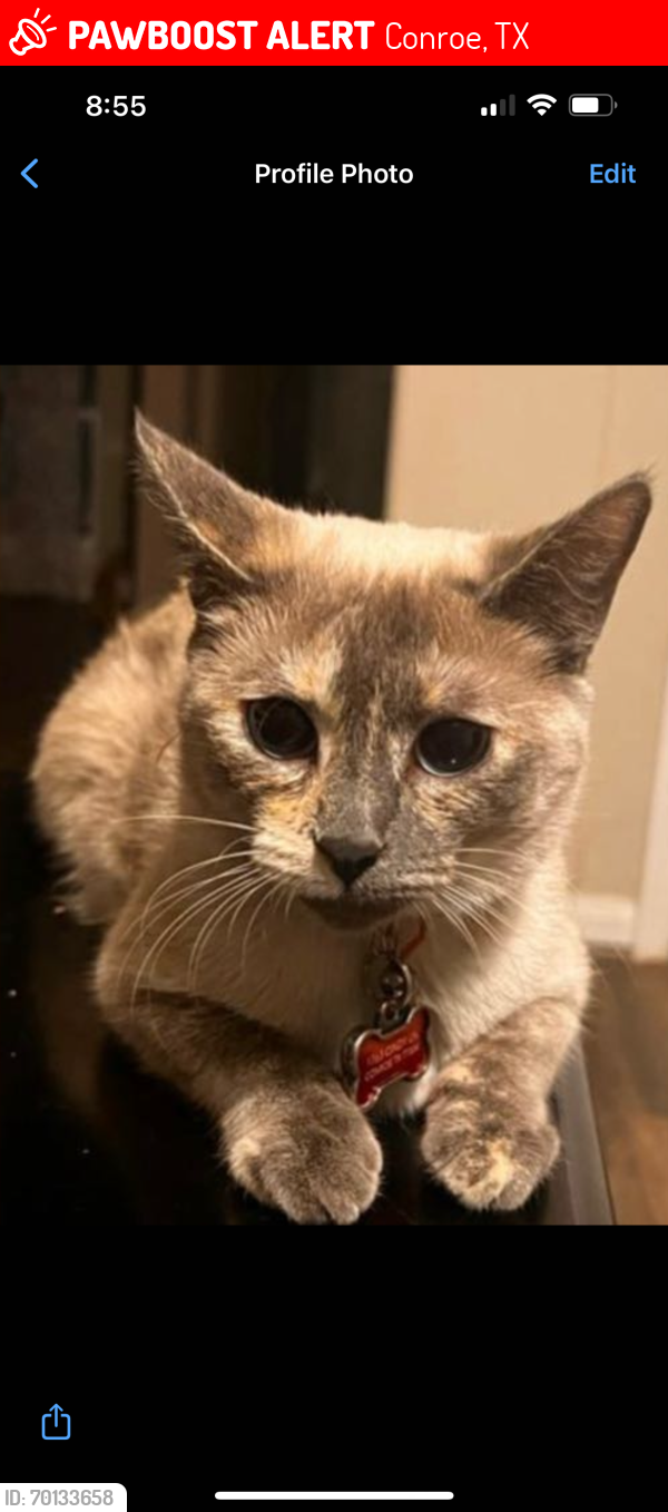 Lost Female Cat last seen Canyon Creek Subdivision , Conroe, TX 77304