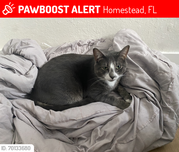 Lost Male Cat last seen hmstd , Homestead, FL 33033