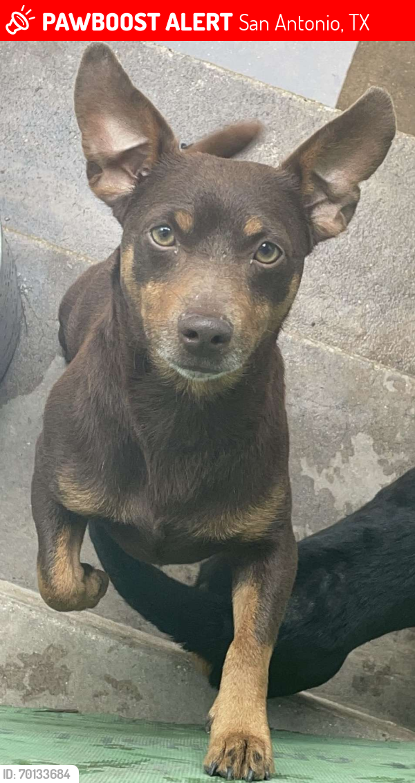Deceased Male Dog last seen harwood , San Antonio, TX 78213
