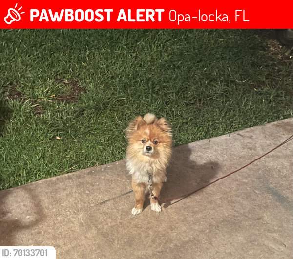 Lost Male Dog last seen i’m not sure , Opa-locka, FL 33054