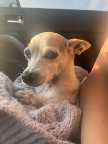 Lost Female Dog last seen Juan tabo , Albuquerque, NM 87112