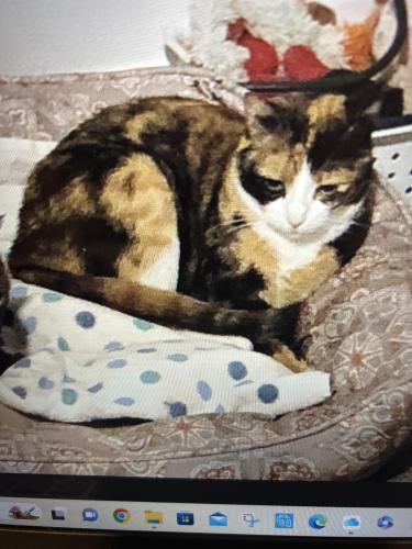 Lost Female Cat last seen Pepperwood s off Mitchell and Harvard, Tempe, AZ 85283