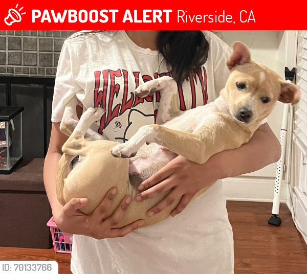 Lost Male Dog last seen Near La subida Riverside ca , 92507, Riverside, CA 92507