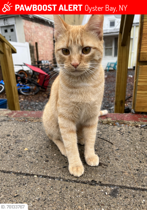 Lost Male Cat last seen Lourdes deli , Oyster Bay, NY 11771