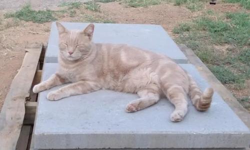Lost Male Cat last seen University and Hawes, Mesa, AZ 85207