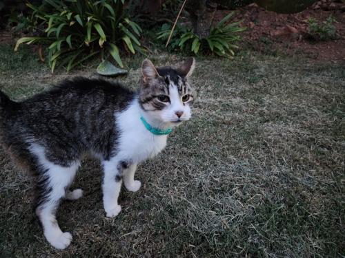 Lost Male Cat last seen Grus Street, Pretoria, GP 0181