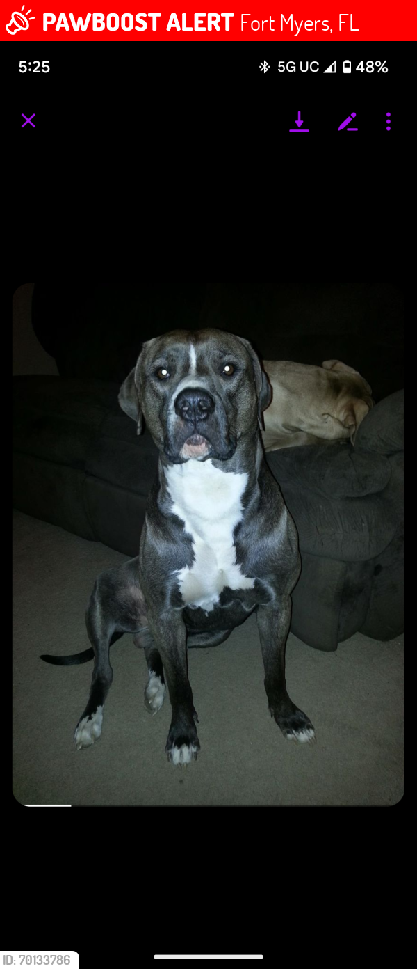 Lost Male Dog last seen Cape Coral Nichols and country club, Fort Myers, FL 33901