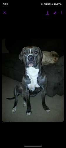 Lost Male Dog last seen Cape Coral Nichols and country club, Fort Myers, FL 33901