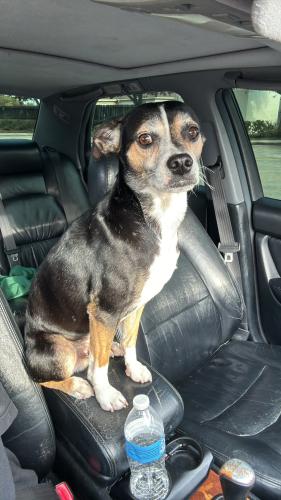 Lost Male Dog last seen Near , Houston, TX 77085