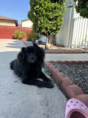 Lost Male Dog last seen North Long Beach , Long Beach, CA 90805
