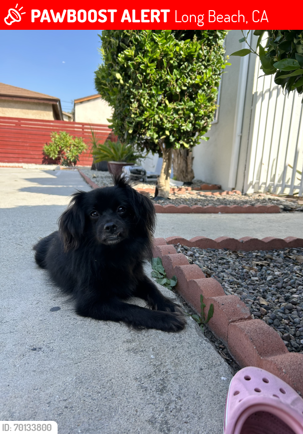Lost Male Dog last seen North Long Beach , Long Beach, CA 90805