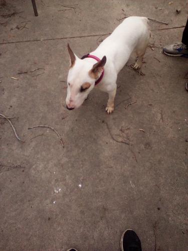Lost Female Dog last seen Monroe and Douglas , Toledo, OH 43606