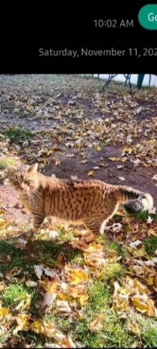 Lost Male Cat last seen Between hydraulic and McArthur , Wichita, KS 67216