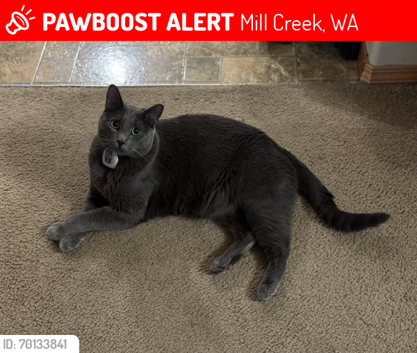 Lost Male Cat last seen 135th and 35th ave SE, Mill Creek, WA 98012