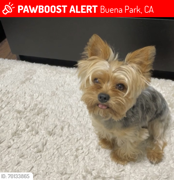 Lost Male Dog last seen Crescent & Knott, Buena Park, CA 90620