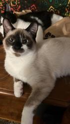 Lost Female Cat last seen Kingwood St, Florence, OR 97439
