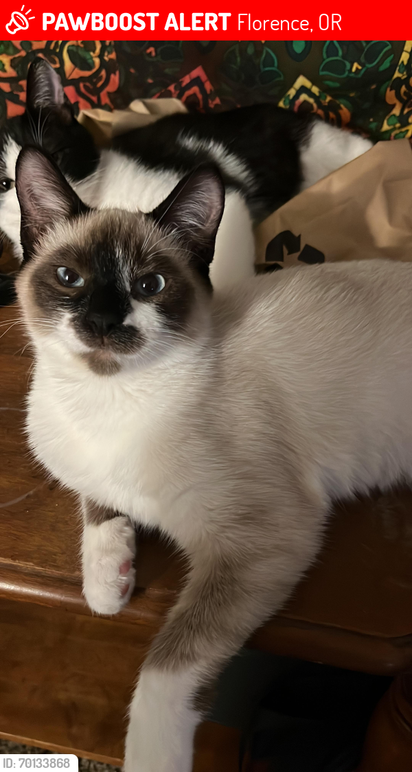 Lost Female Cat last seen Kingwood St, Florence, OR 97439