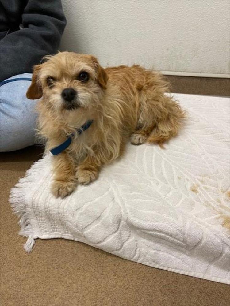 Shelter Stray Female Dog last seen NEAR ST. ROSE HOSPITAL, Hayward, CA 94544