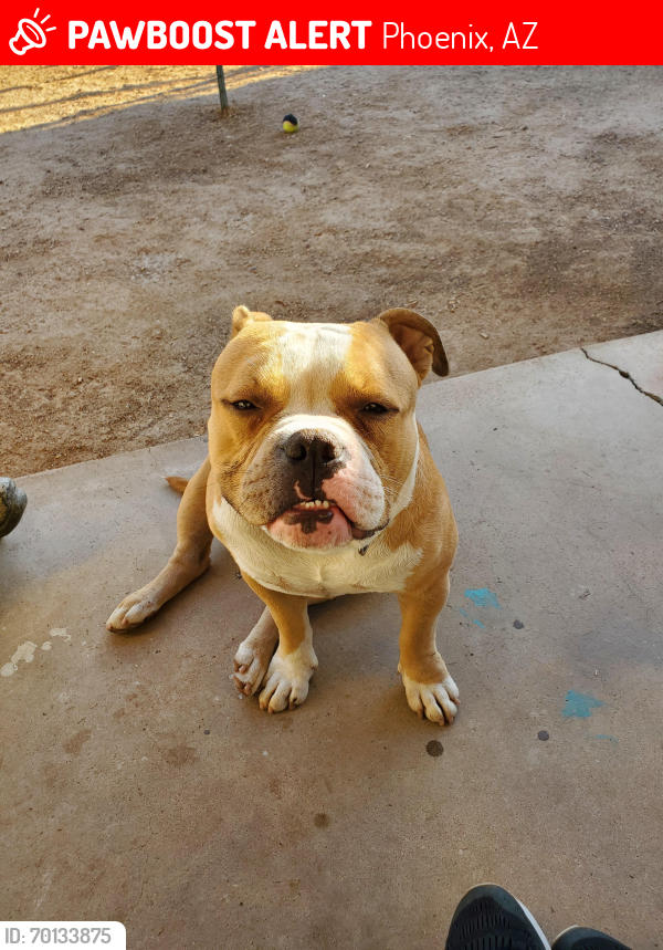 Lost Male Dog last seen Southern and 36th ave, Phoenix, AZ 85041