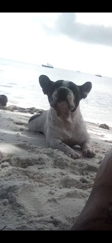 Lost Male Dog last seen South vaness gas station Chevron , San Francisco, CA 94105