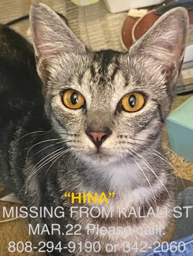 Lost Female Cat last seen Kalali St/Haiku Rd Kaneohe, Hi, Kaneohe, HI 96744