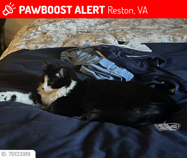 Lost Male Cat last seen Bennington Woods rd, Autumnwood Dr, Reston, VA 20194
