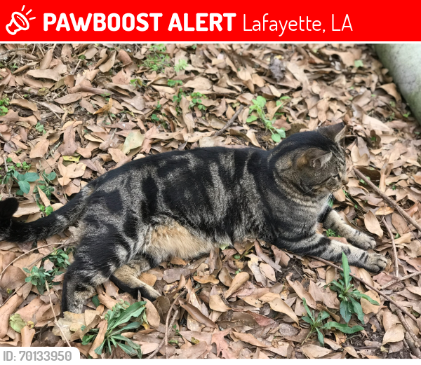Lost Male Cat last seen Grossie Dr and Carmel Dr, Lafayette, LA 70501