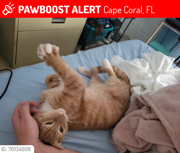 Lost Male Cat last seen Grace community churche, Cape Coral, FL 33990
