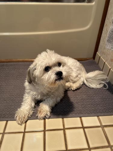 Lost Female Dog last seen Robert and Upper 55th St E, Inver Grove Heights, MN 55077