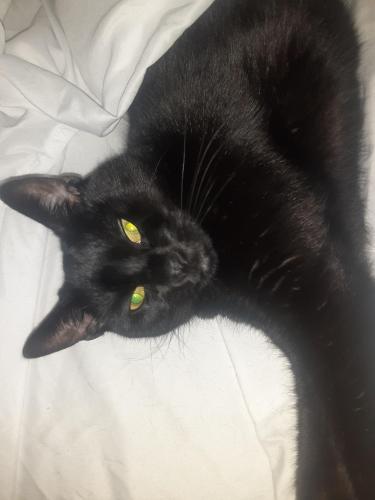 Lost Female Cat last seen Sunset Drive & SW 117 Ave behind Bj, Kendall, FL 33183