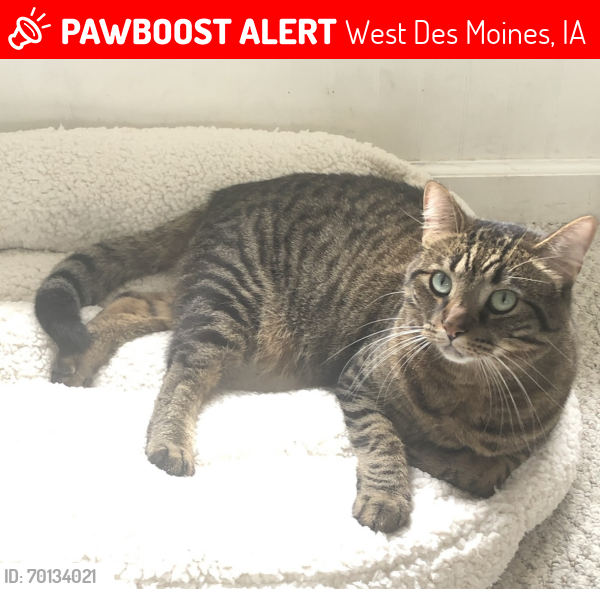 Lost Male Cat last seen Maple Grove Elementary School, West Des Moines, IA 50266