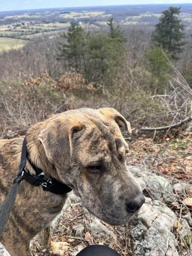 Lost Male Dog last seen Sugarloaf Mountain , Frederick County, MD 20842