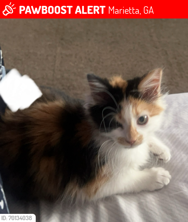 Lost Female Cat last seen Neville Way & Jamerson Rd, Marietta, GA 30066