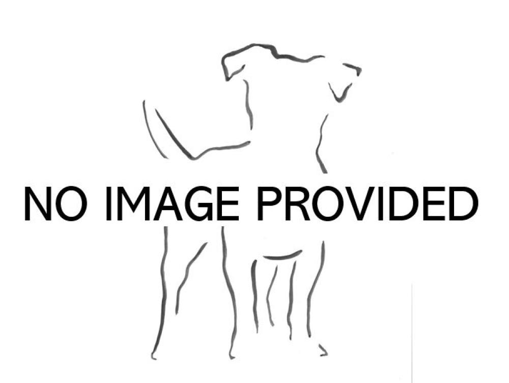 Shelter Stray Unknown Dog last seen SAW PALMETTO AVE/ALLIGATOR FLAG CT CLERMONT, Tavares, FL 32778