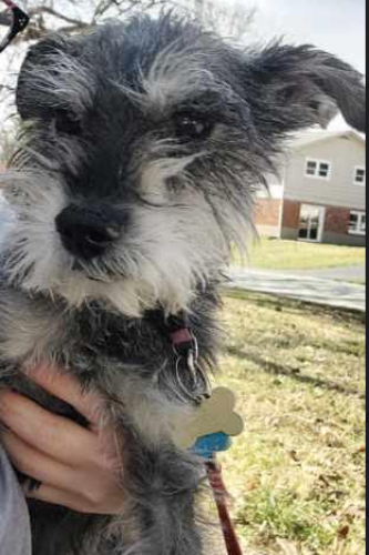 Lost Female Dog last seen Stoneybrook and watterson trail 40299, Louisville, KY 40299