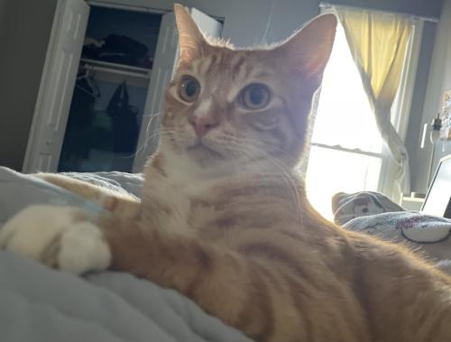 Lost Male Cat last seen Near townhouses , Silver Spring, MD 20901