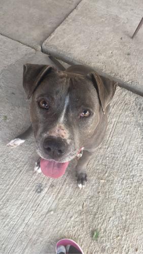 Lost Male Dog last seen Near W Commerce St, San Antonio, Tx, San Antonio, TX 78237