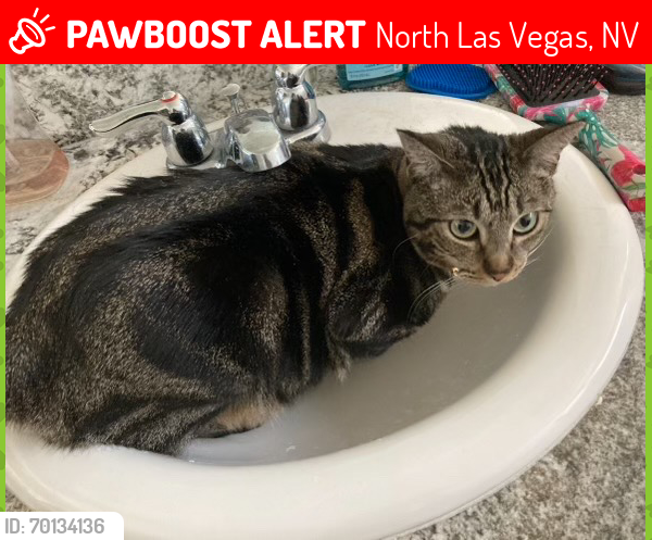 Lost Female Cat last seen Commerce and Anne, North Las Vegas, NV 89031