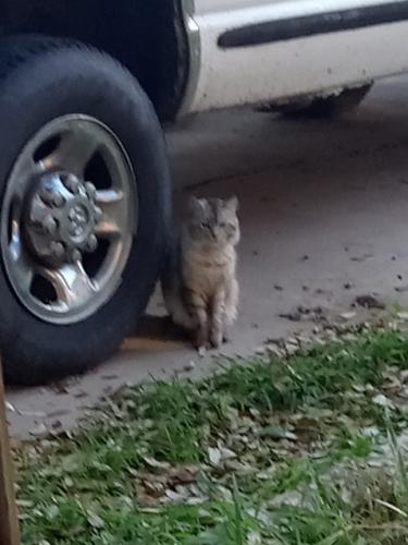 Lost Male Cat last seen Between Staples and Alameda off Carmel Pkwy., Corpus Christi, TX 78411