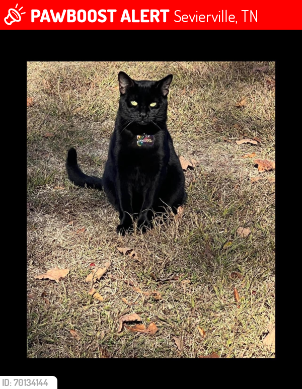 Lost Male Cat last seen Sevierville tn , Sevierville, TN 37876